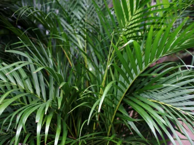 Areca ile Havanı Değiştir…